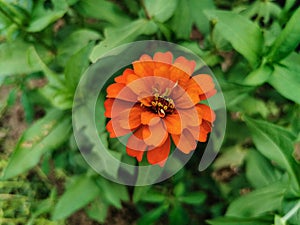 Close up beautiful of orange zinnia flower blooming in the garden. Single Fresh flower with natural green leaves background