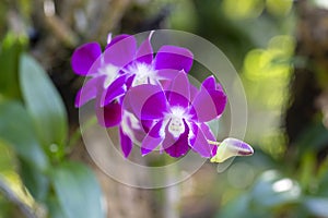 Closeup beautiful orchid flower