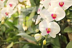 Close up of beautiful orchid flowers is blooming in the garden