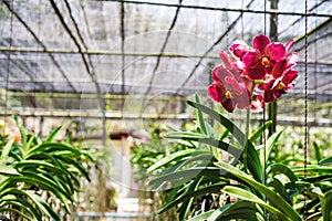 Close-up beautiful Orchid flowers in cultivate farm in tropical country