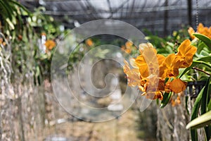 Close up beautiful Orchid flowers in cultivate farm in tropical country