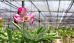 Close-up beautiful Orchid flowers in cultivate farm in tropical country