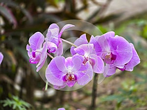 Close-up of a beautiful orchid in pinkish-purple color, blurred background.