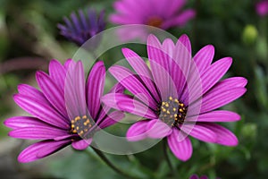 Close up Osteospermum violet African daisy flower