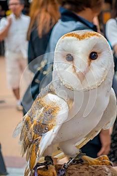 Close up of a beautiful owl posing over a woman wrist in the street in Akihabara owl cafe - owls are very popular pets