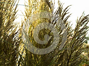 Close up of beautiful Pampas grass with a light blue sky and clouds. Toitoi or Toetoe Grass Heads