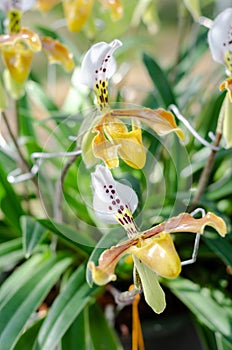 Close up of beautiful paphiopedilum orchid, paphiopedilum gratrixianum