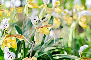 Close up of beautiful paphiopedilum orchid, paphiopedilum gratrixianum