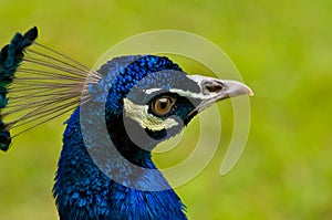 Close up on beautiful peacock head