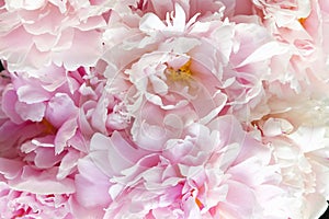 Close up of beautiful peony flowers. Macro photo of peonies petals.