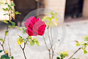 Close up of a beautiful and perfect pink rose in the garden