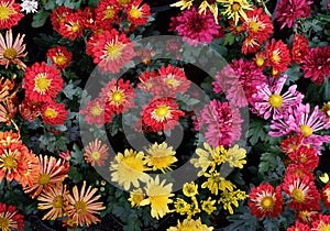 Close up beautiful petal of chrysanthemums flower in plantation