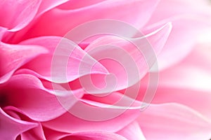 Close up of a Beautiful petals of pink Dahlia Flower.