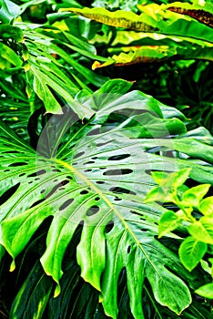 Close-up a beautiful Philodendron