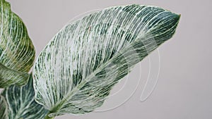 Close Up Of Beautiful Philodendron Birkin Leaves