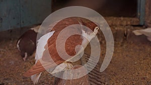 Close-up of a beautiful pigeon in a cage in a dovecote. Domestic pigeons