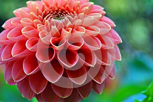 Close up of beautiful Pink ball head Dahlia bloom with natural lighting and background .