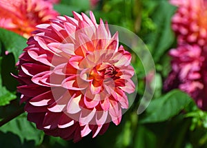 Close up of beautiful Pink ball head Dahlia bloom with natural lighting and background .