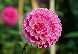 Close up of beautiful Pink ball head Dahlia bloom with natural lighting and background .