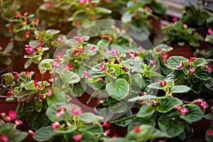 Close up of beautiful pink begonia flower in pots.