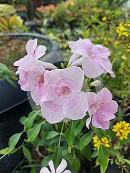 Close-up of beautiful pink bower vine flowers in garden