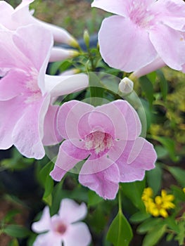 Close-up of beautiful pink bower vine flowers in garden