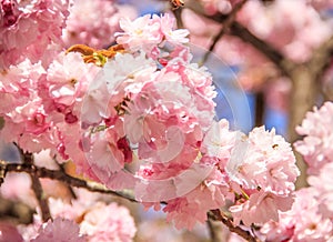 Close-up beautiful pink cherry blossom flowers