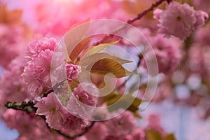 Close up of beautiful pink cherry blossom-sakura flower. Springtime blooming plants.