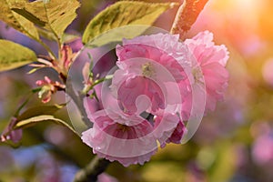 Close up of beautiful pink cherry blossom-sakura flower. Springtime blooming plants.