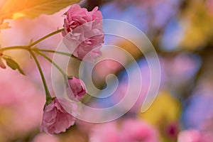 Close up of beautiful pink cherry blossom-sakura flower. Springtime blooming plants.