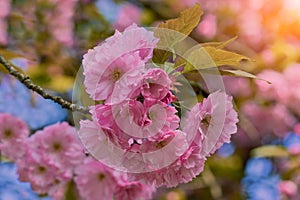 Close up of beautiful pink cherry blossom-sakura flower. Springtime blooming plants.