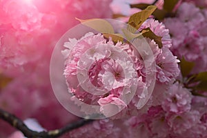 Close up of beautiful pink cherry blossom-sakura flower. Springtime blooming plants.