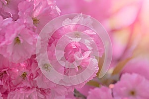 Close up of beautiful pink cherry blossom-sakura flower. Springtime blooming plants.