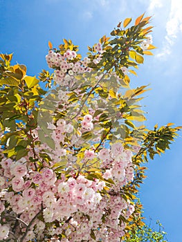 Close up of beautiful pink cherry blossom or sakura tree. Blooming soft pastel color flowers of Japanese cherry. Cherry
