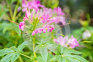 Close up beautiful pink Cleome hassleriana flower in the garden. Species of Cleome are commonly known as spider flowers, spider pl