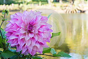 Close up Beautiful pink Dahlia flower blossom and green leaves. fresh floral natural background.