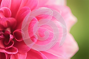 Close up of a beautiful pink Dahlia Flower (Dahlia pinnata)