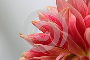 Close up of beautiful pink dahlia flower petals