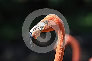 Close up of a beautiful Pink Flamingo in the Oklahoma City Zoo