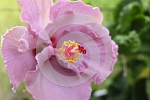 Close up beautiful pink flower can be called hibiscus rosa, chin