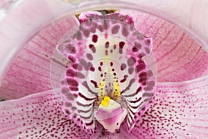 Close up beautiful pink flower, orchid flower, isolated on white background, with clipping path