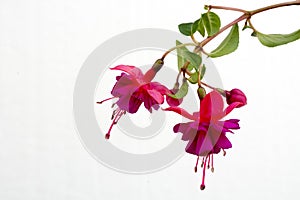 Close-up of a beautiful pink fuchsia flower isolated against white background