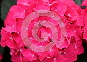 Close up of the beautiful pink hydrangea flowers at full bloom