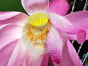Close-up of beautiful pink lotus blooming with water drops in the morning