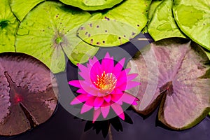 Close up beautiful pink lotus flower in the tub dark black