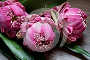 Close-up beautiful pink lotus flower on wooden background