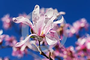 Close-up of beautiful pink magnolia flowers on a bright blue sky background. Blossoming of magnolia tree on a sunny spring day