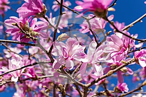 Close-up of beautiful pink magnolia flowers on a bright blue sky background. Blossoming of magnolia tree on a sunny spring day.
