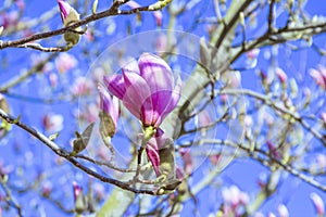 Close up beautiful and pink magnolia flowers and buds