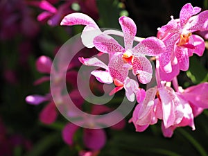 Close-up of beautiful pink orchids